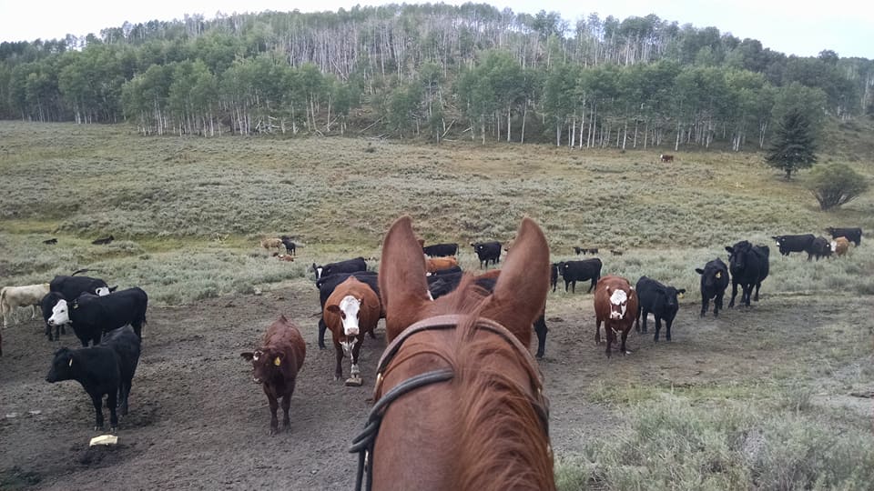 Pic of Terry Nash "Earsies" Pinyon Mesa holding cows