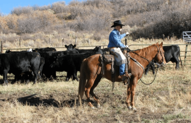 Pic of Terry Nash Cowboy Poet Pushing Cows